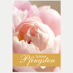 Pfingstkarte Schöne Pfingsten mit rosa Pfingstrose, goldveredeltem Schriftzug und goldfarbenem Schriftband